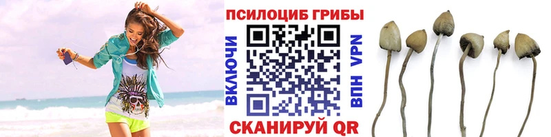 Галлюциногенные грибы Cubensis  Гусиноозёрск 